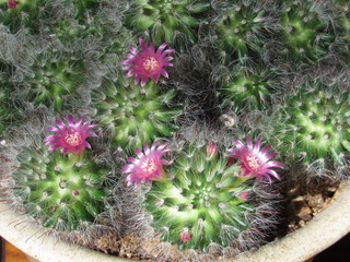 Mammillaria cactus with pink flowers starting to bloom in the sun 