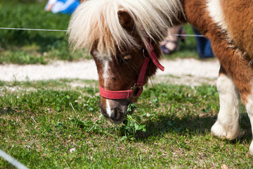 Braunes Shetland Pony auf Wiese