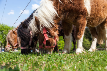 Shetland Ponys auf Weide