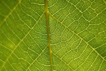 green leaf macro close up natural background. 