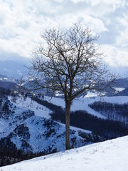 albero invernale