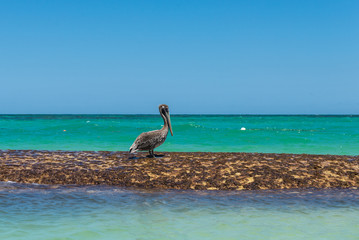 Fototapeta na wymiar Pelican on the beach of Dominican Republic
