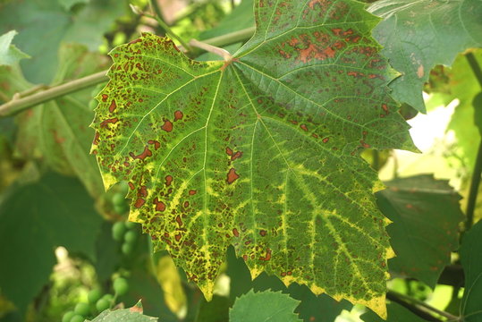 Sick leaves of vine in vineyard. Disease on leaf of vine 