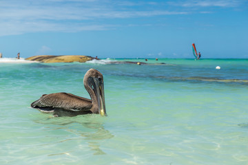 Pelican on the beach of Dominican Republic