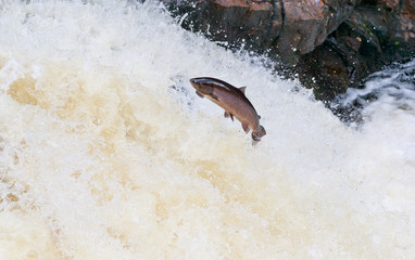 Leaping salmon (Salmo salar) on the waterfall on the way to spawning grounds during the summer season