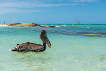 Pelican on the beach of Dominican Republic