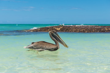 Pelican on the beach of Dominican Republic