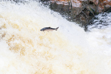 Leaping salmon (Salmo salar) on the waterfall on the way to spawning grounds during the summer season
