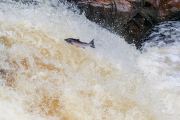 Fototapeta premium Leaping salmon (Salmo salar) on the waterfall on the way to spawning grounds during the summer season