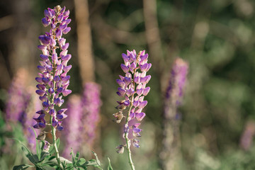 Blooming lupine field at sunlight.  Violet spring and summer flowers on the blurred background. Belarus, Minsk