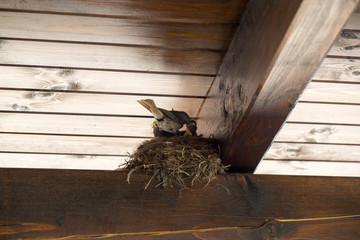 Baby birds in the nest. Slovakia