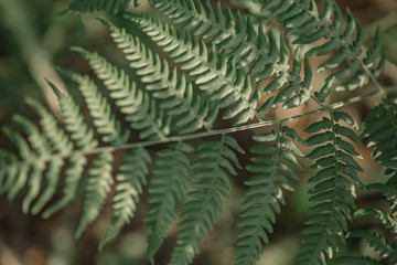 Beautiful ferns leaves background in the sunlight. Light and shadows game. Belarus, Minsk.