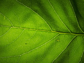 Fototapeta na wymiar Green leaf of the plant to the lumen. The structure of the plant leaf.
