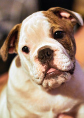 Obraz premium Curious puppy
