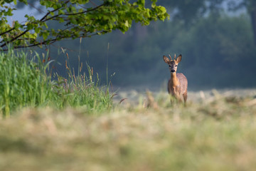 Junger Rehbock auf einer Wiese im Morgenlicht, zeitweise schreckend.