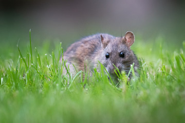Eine Ratte im Gras
