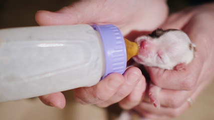 A woman is feeding from a bottle of a newborn puppy. Caring and protection concept