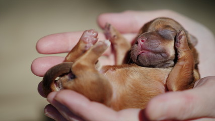 A small puppy sleeps in the female palms.
