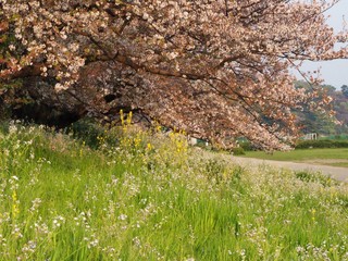 sakura cherry blossom japan