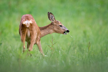 Führende Ricke auf einer Wiese