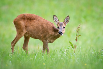 Führende Ricke auf einer Wiese