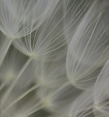 Abstract flower seed head