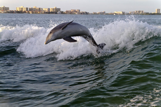 Playful Bottlenose Dolphin Leaps Through the Wake of a Tugboat in Clearwater Bay, Florida