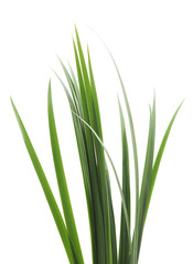 Bunch of green grass.