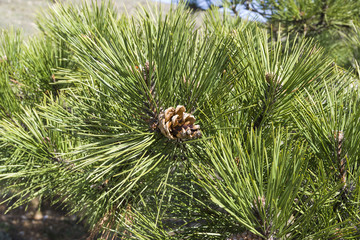 Needle and cones of relic Crimean pine.