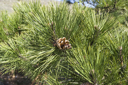 Needle and cones of relic Crimean pine.