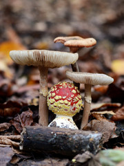 Fototapety na wymiar - Fototapeta24.pl