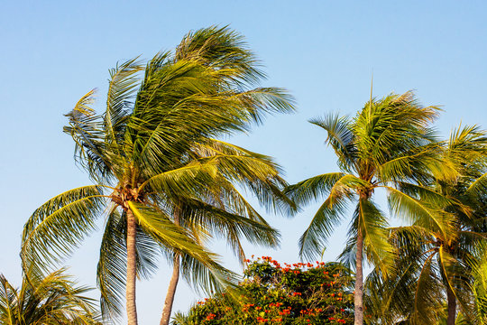 Coconut palm trees on wind, tropical background