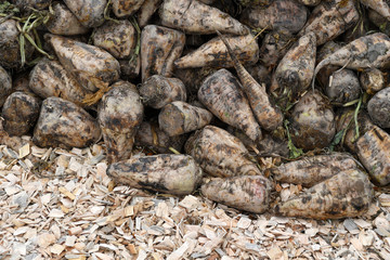 A heap of fresh sugar beets. Agribusiness in east-Germany