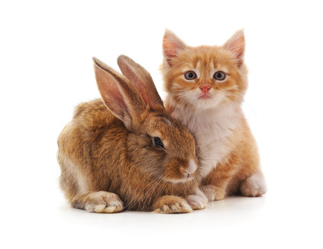 Red kitty and bunny.
