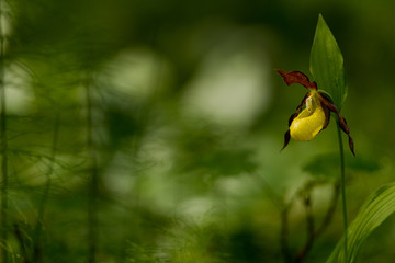 Scarpetta di Venere