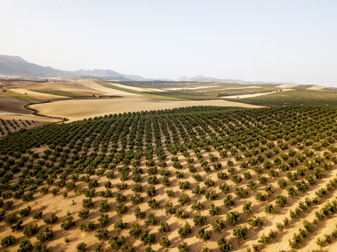 Aerial view of olive trees, Andalusia