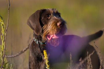 drahhaar dog in field