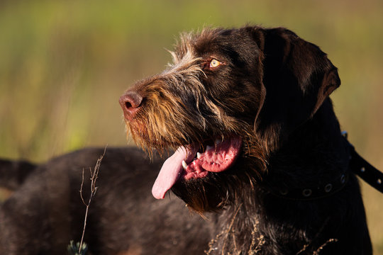 drahhaar dog in field