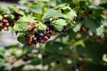 Gardening, cultivation, agriculture and care of vegetables and fruit concept: close-up of young black currants on branches in the garden.