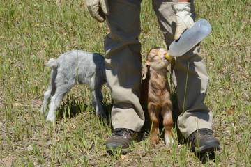 Two newborn baby goats rejected by mother goat being fed with bottle of milk by goatherd