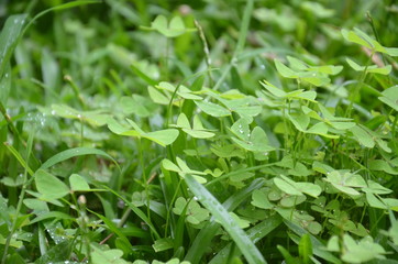 trèfles vers herbe