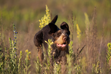 drahhaar dog in field