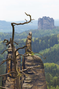 View of rock formations with a dry tree on background, National park Saxony Switzerland