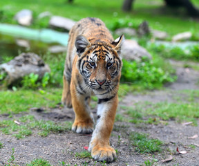 tigre siberiano
