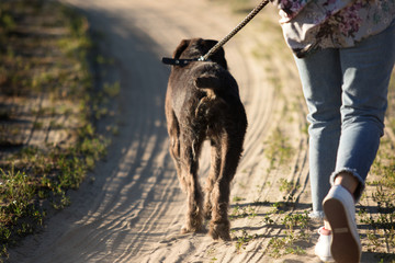 drathaar dog is on a leash on a footpath