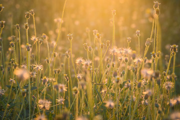 Beautiful grass flowers in sunlight