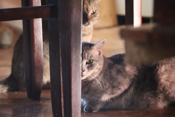 chat mignon orange gris