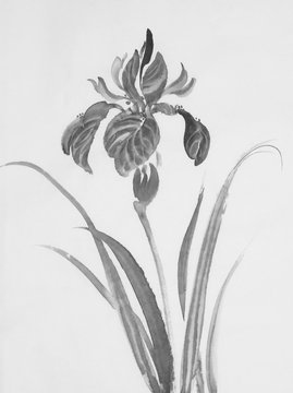 black iris flower