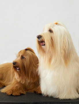 Grooming school