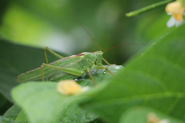 sauterelle vert feuille fleur